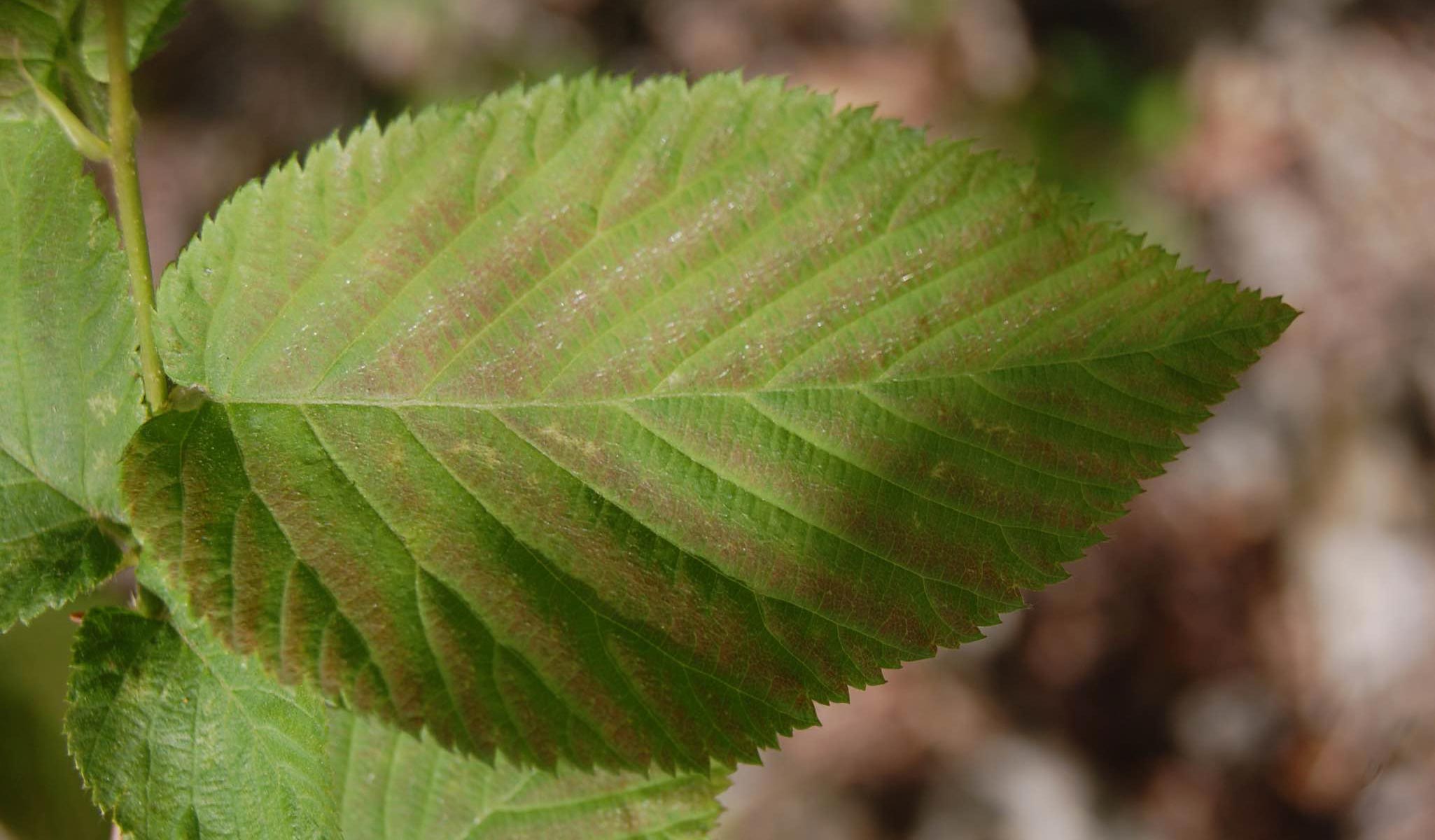 American Hornbeam leaf