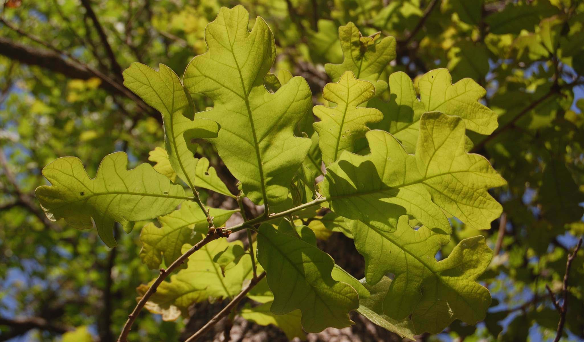 White Oak leaves