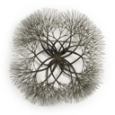 Ruth Asawa — Untitled (S.557, Wall-Mounted Tied Wire, Closed Center Twelve-Petaled Form Based on Nature), ca. 1965-1970